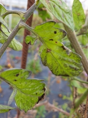 Phytophthora infestans