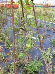 Phytophthora infestans