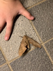 Marumba dyras