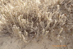 Crucianella maritima
