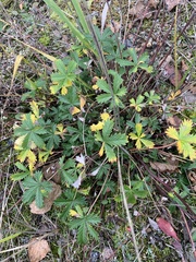 Potentilla argentea