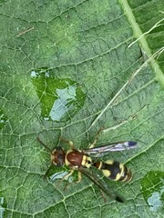 Ropalidia cyathiformis