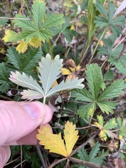 Potentilla argentea