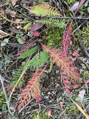 Achillea millefolium