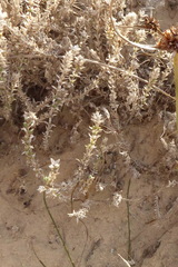 Crucianella maritima