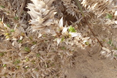Crucianella maritima
