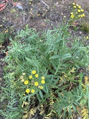 Tanacetum vulgare