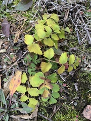 Pimpinella saxifraga