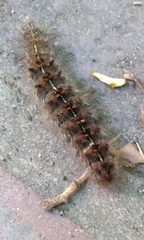 Paracles fusca