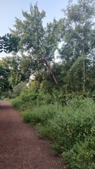 Fabaceae
