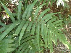 Microlepia marginata bipinnata