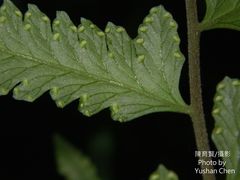 Microlepia marginata bipinnata