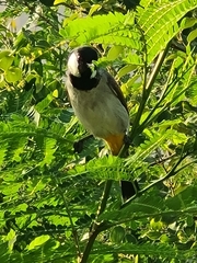 Pycnonotus leucotis