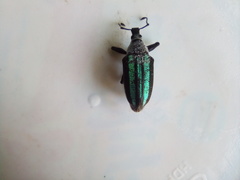 Exophthalmus similis