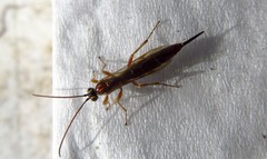 Tromatobia lineatoria