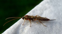 Tromatobia lineatoria