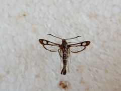 Pyropteron triannuliformis
