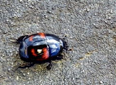 Hister quadrimaculatus