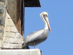 Pelecanus thagus