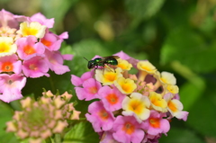 Calloceratina