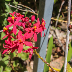 Epidendrum × obrienianum