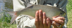 Hiodon alosoides