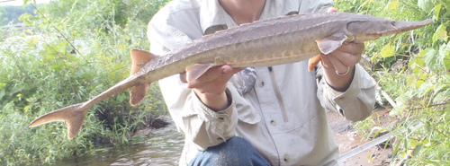Shovelnose Sturgeon