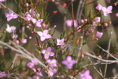 Boronia filifolia