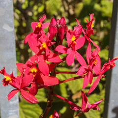 Epidendrum × obrienianum