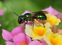 Calloceratina
