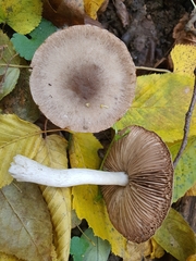 Coprinopsis melanthina