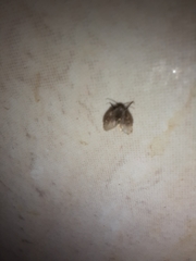 Clogmia albipunctata