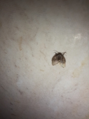 Clogmia albipunctata