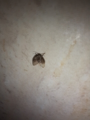 Clogmia albipunctata