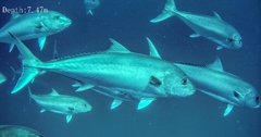 Seriola hippos