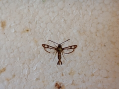 Pyropteron triannuliformis