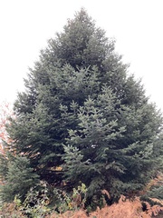 Abies cephalonica