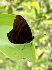 Abisara echerius