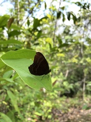 Abisara echerius