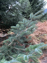 Abies cephalonica