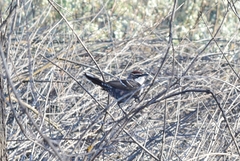 Pomatostomus ruficeps