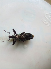 Exophthalmus similis