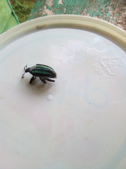 Exophthalmus similis