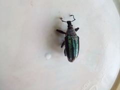 Exophthalmus similis