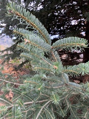 Abies cephalonica