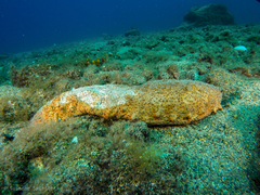 Holothuria arguinensis