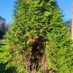 Thuja occidentalis
