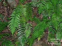 Diplazium wichurae