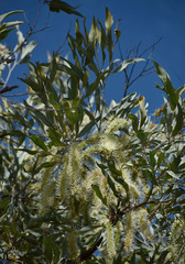 Grevillea glauca