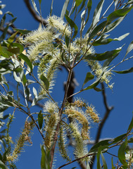 Grevillea glauca